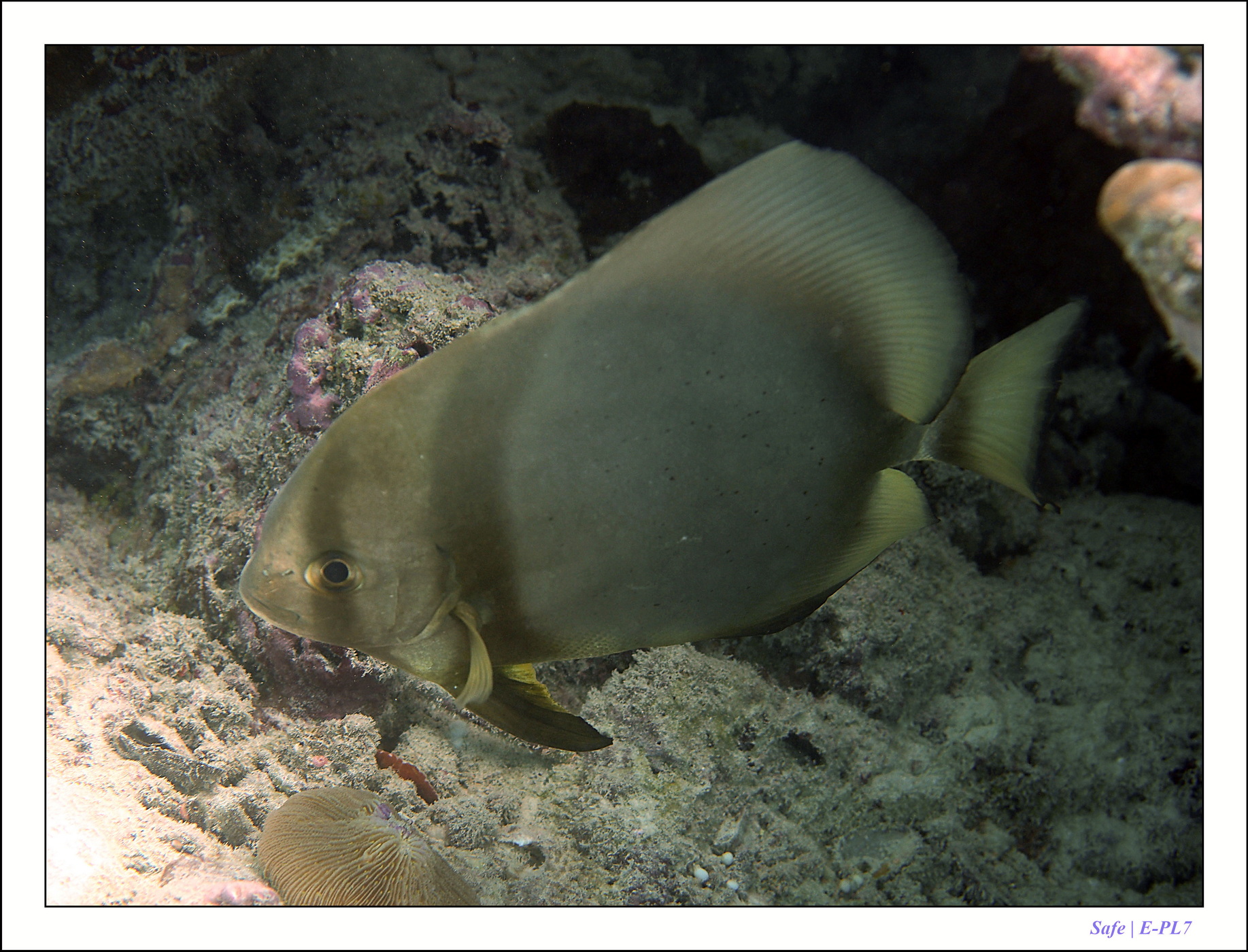 2022 - 07 - snorkeling Maldives - 027